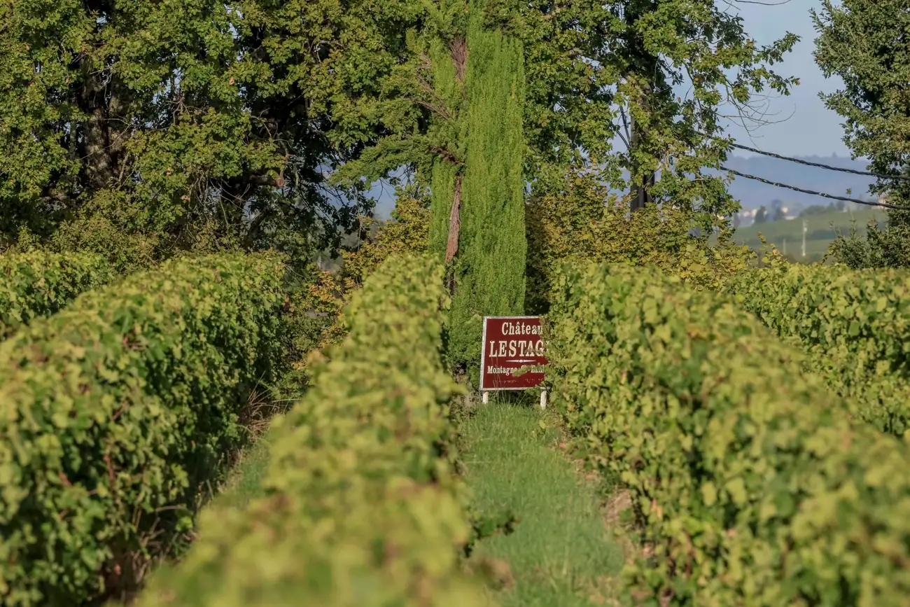 Les rangs du Château Lestage