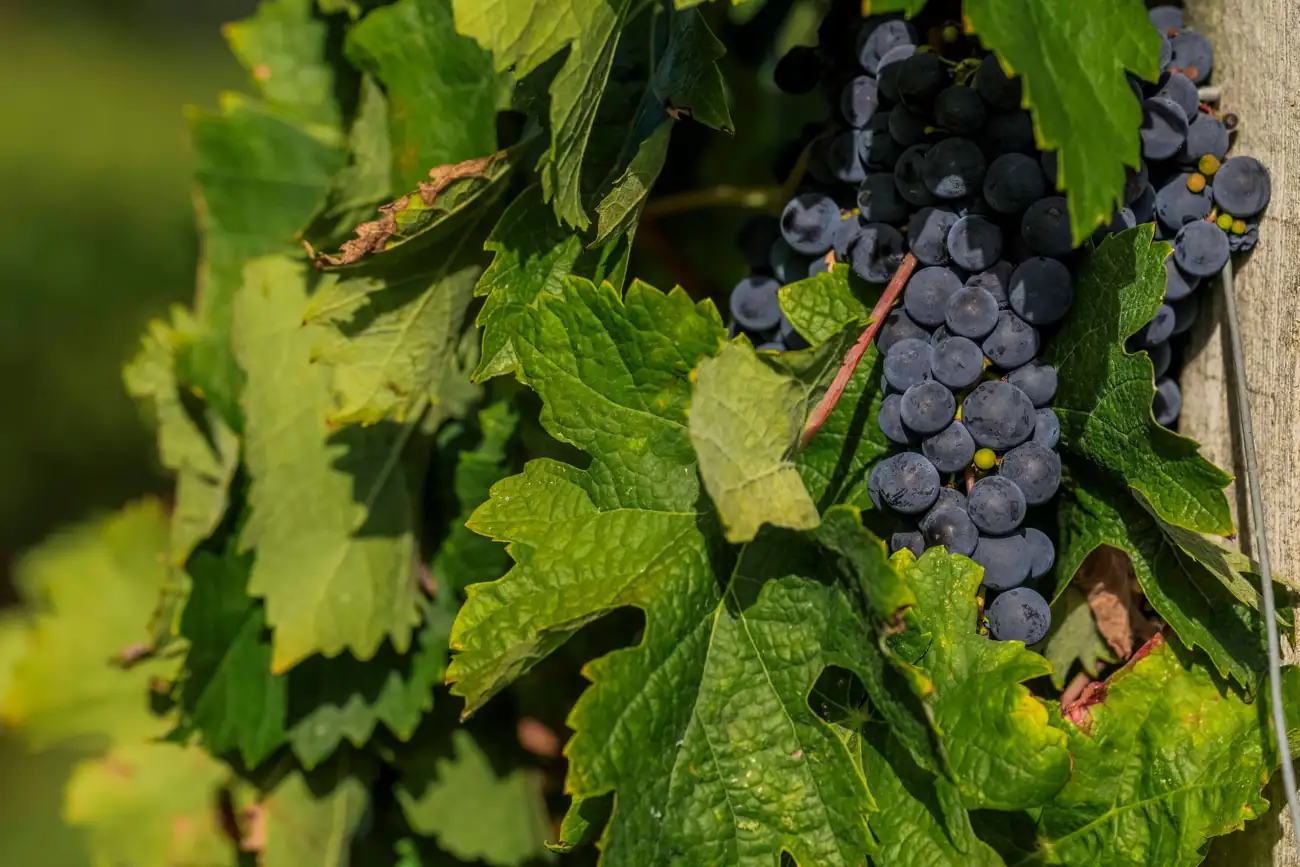 Grappes de merlot