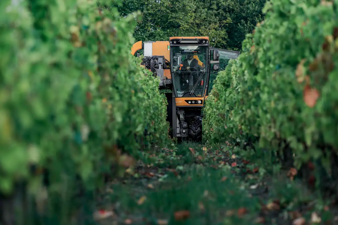 La machine à vendanger dans les rangs