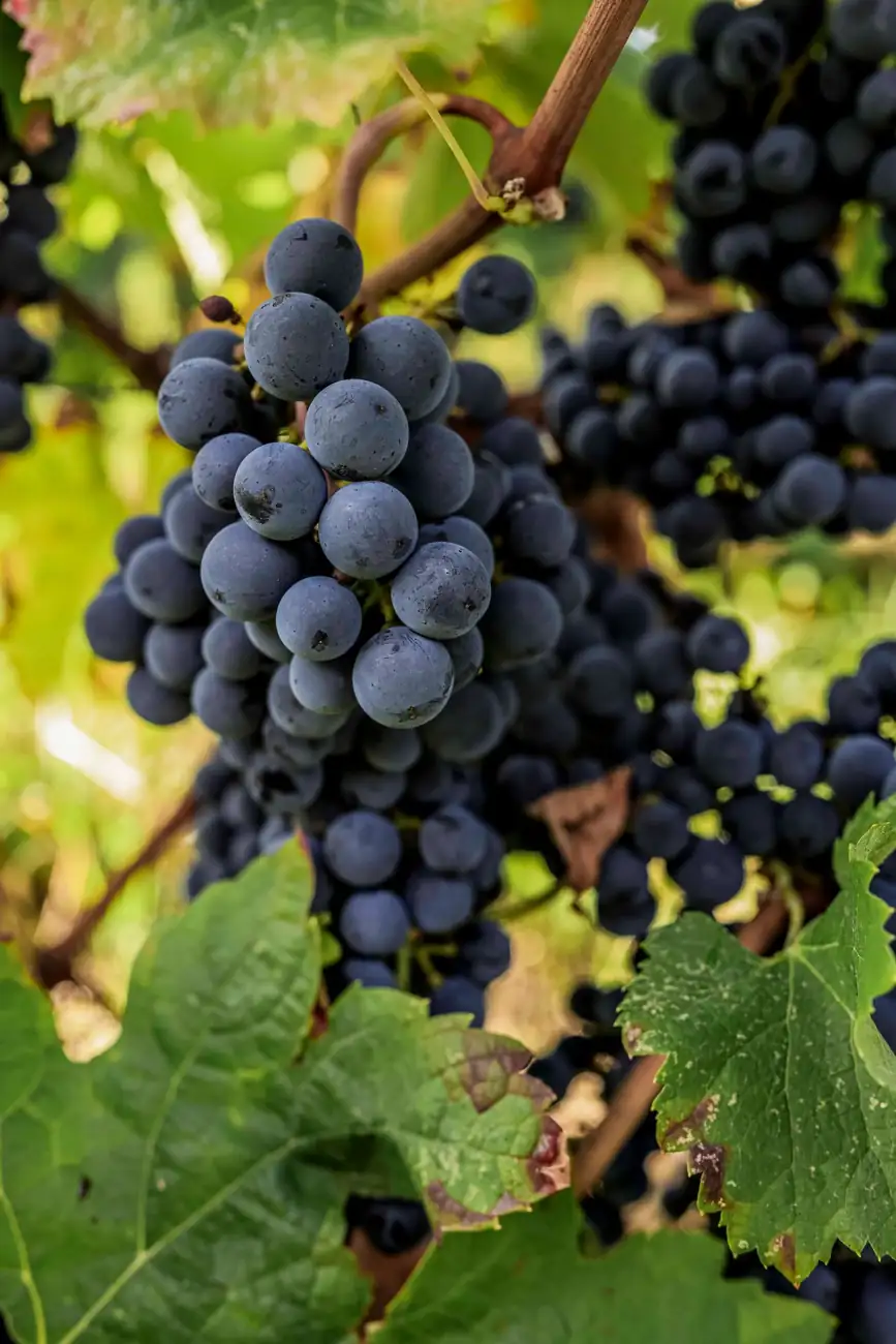 Merlot à maturité