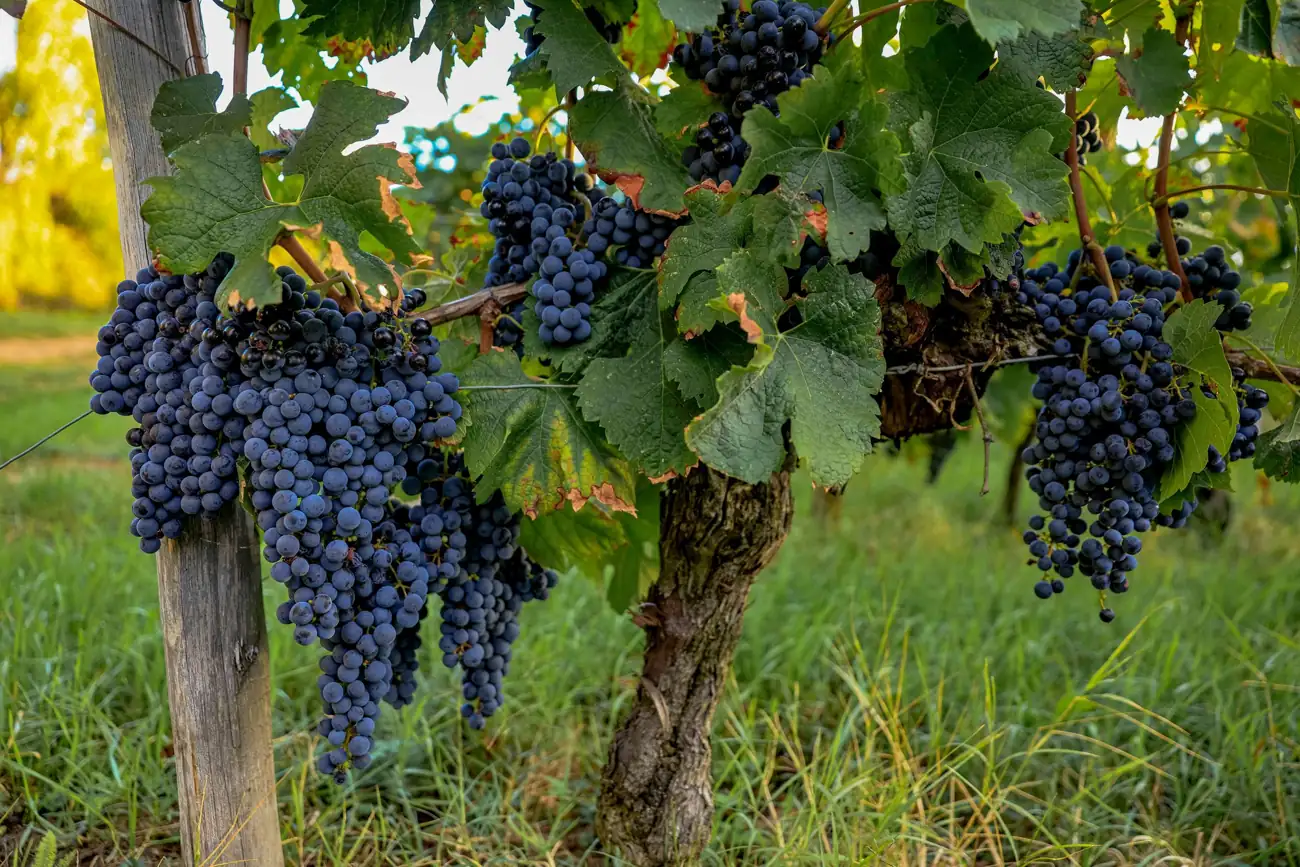 Grappes sur la vigne