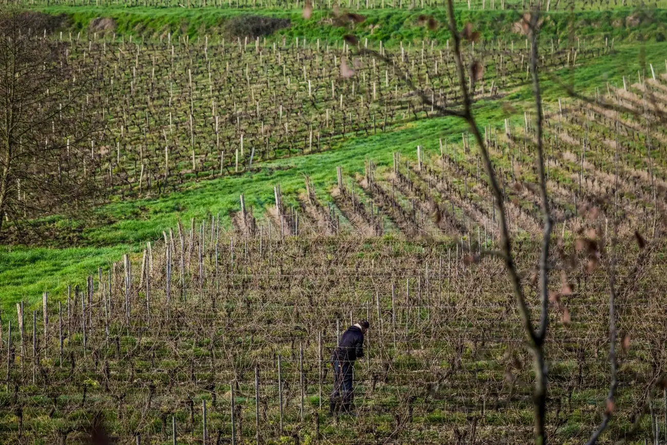 Le vignoble en hiver