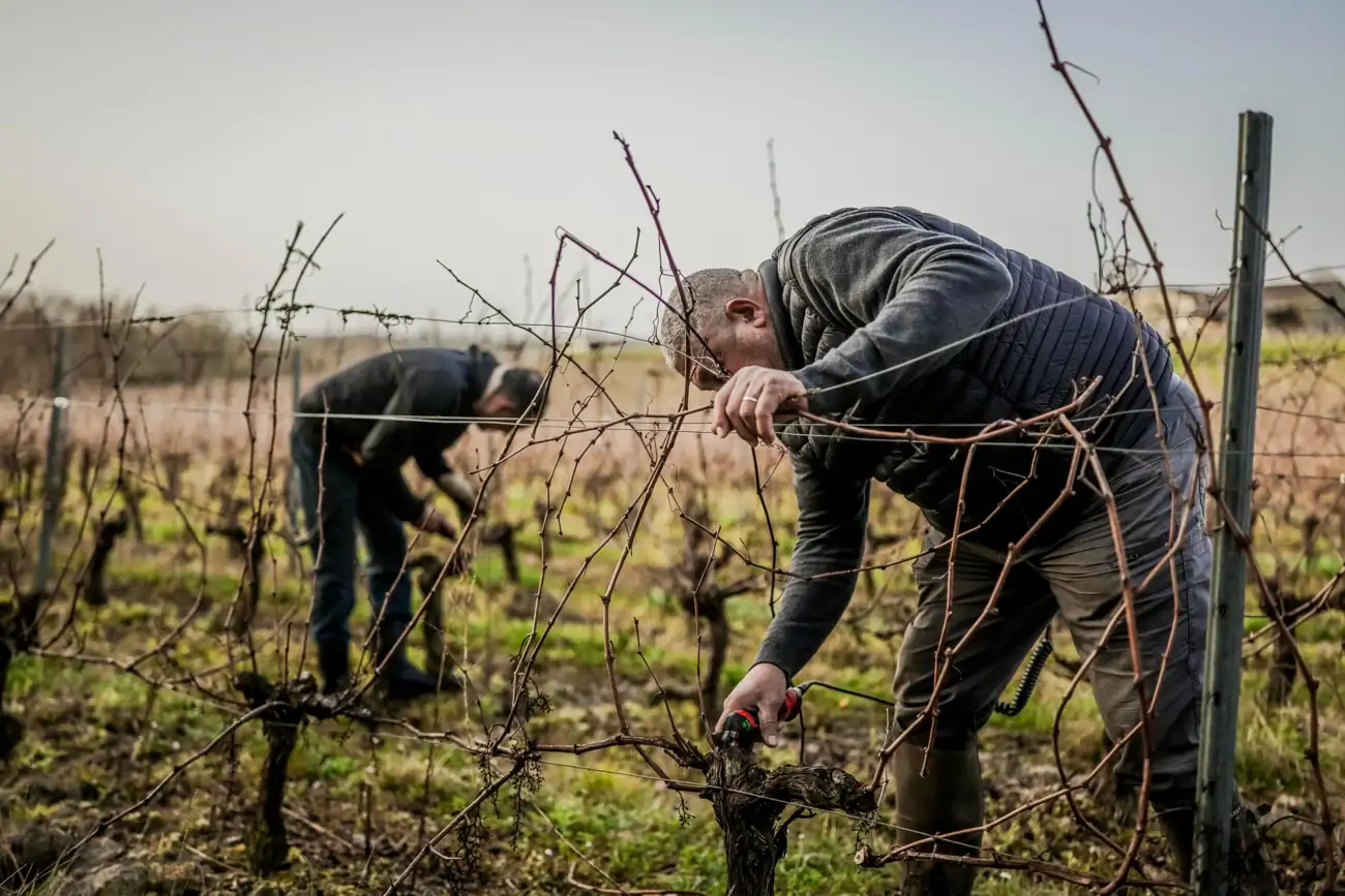 Le travail de la vigne
